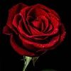 shayshay8al